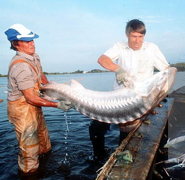 74_Russian Sturgeon_Acipenser gueldenstaedtii.jpg